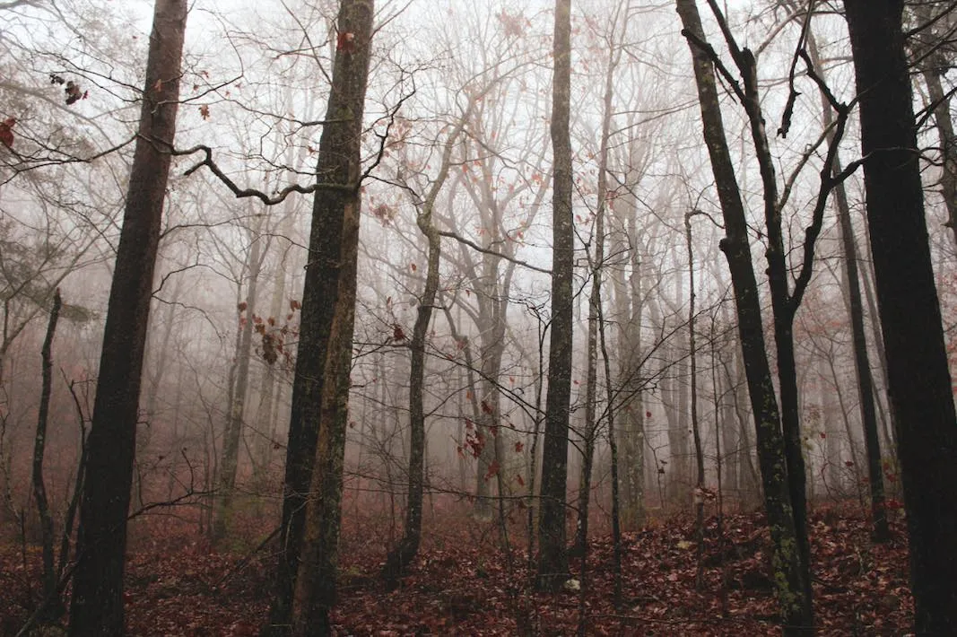 Weekly Horoscope: November 3 – November 9, 2025